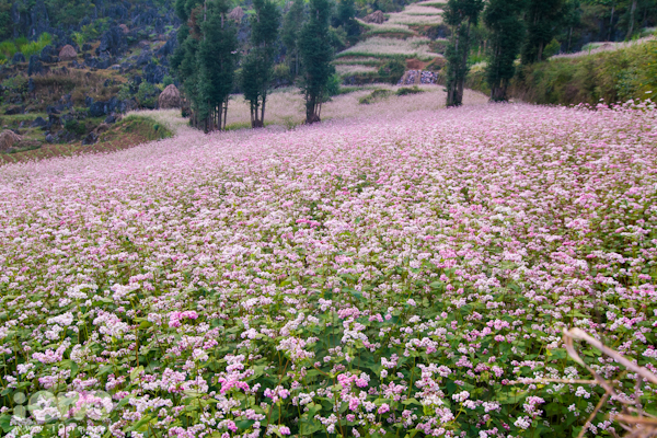 Hoa tam giác mạch phủ kín những sườn đồi ở Hà Giang từ tháng 9 - 11